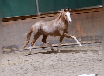 Duitse rijpony, Hengst, 3 Jaar, 147 cm, Vos