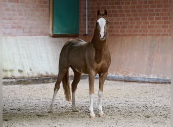 Duitse rijpony, Hengst, 3 Jaar, 147 cm, Vos