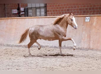 Duitse rijpony, Hengst, 3 Jaar, 147 cm, Vos