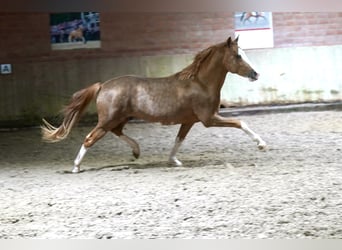 Duitse rijpony, Hengst, 3 Jaar, 147 cm, Vos