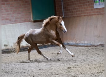 Duitse rijpony, Hengst, 3 Jaar, 147 cm, Vos