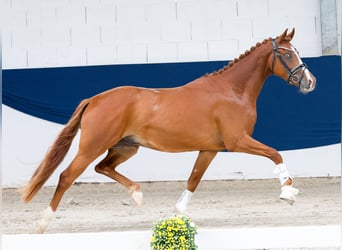 Duitse rijpony, Hengst, 3 Jaar, 147 cm, Vos