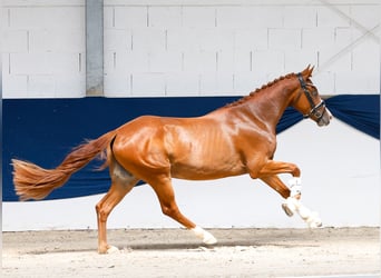 Duitse rijpony, Hengst, 3 Jaar, 147 cm, Vos