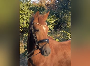 Duitse rijpony, Hengst, 3 Jaar, 147 cm, Vos