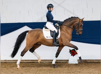 Duitse rijpony, Hengst, 3 Jaar, 148 cm, Bruin