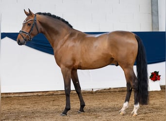 Duitse rijpony, Hengst, 3 Jaar, 148 cm, Bruin