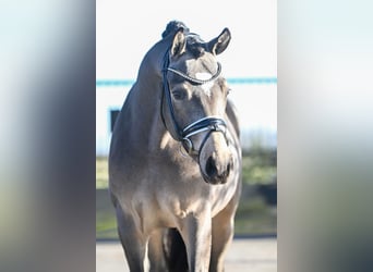 Duitse rijpony, Hengst, 3 Jaar, 148 cm, Buckskin