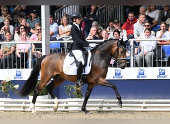 Duitse rijpony, Hengst, 3 Jaar, 148 cm, Buckskin