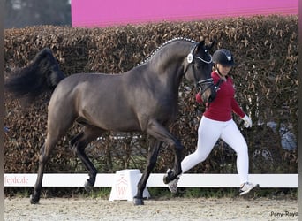 Duitse rijpony, Hengst, 3 Jaar, 148 cm, Donkerbruin