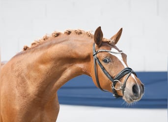 Duitse rijpony, Hengst, 3 Jaar, 148 cm, Falbe
