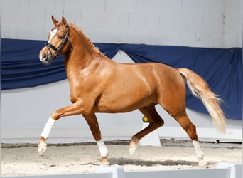 Duitse rijpony, Hengst, 3 Jaar, 148 cm, Falbe