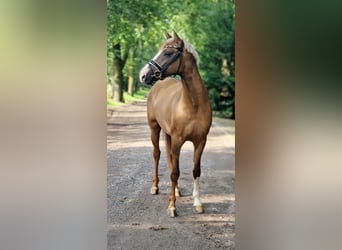 Duitse rijpony, Hengst, 3 Jaar, 148 cm, Falbe