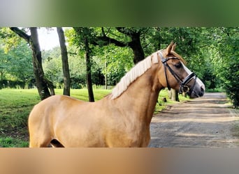 Duitse rijpony, Hengst, 3 Jaar, 148 cm, Falbe