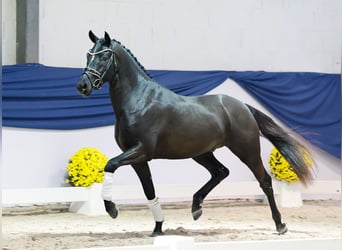 Duitse rijpony, Hengst, 3 Jaar, 148 cm, Zwart