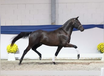 Duitse rijpony, Hengst, 3 Jaar, 148 cm, Zwart