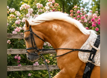 Duitse rijpony, Hengst, 3 Jaar, 149 cm, Palomino