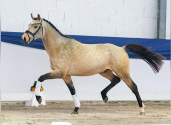 Duitse rijpony, Hengst, 3 Jaar, 151 cm, Falbe