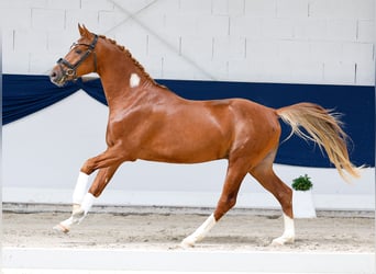 Duitse rijpony, Hengst, 3 Jaar, 152 cm, Vos