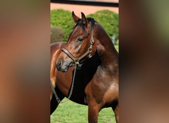 Duitse rijpony, Hengst, 3 Jaar, 153 cm, Bruin