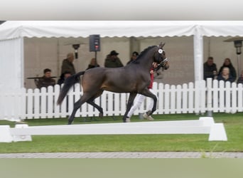 Duitse rijpony Mix, Hengst, 3 Jaar, 154 cm, Bruin