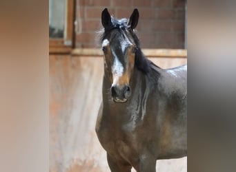 Duitse rijpony Mix, Hengst, 3 Jaar, 154 cm, Bruin