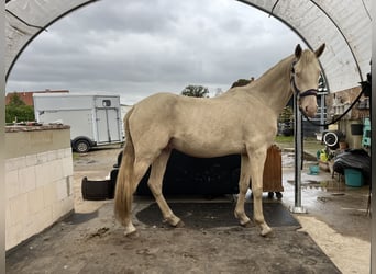 Duitse rijpony, Hengst, 3 Jaar, 154 cm, Cremello