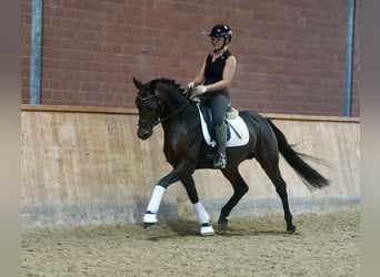 Duitse rijpony Mix, Hengst, 3 Jaar, 154 cm, Donkerbruin