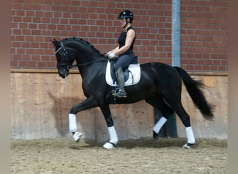 Duitse rijpony Mix, Hengst, 3 Jaar, 154 cm, Donkerbruin