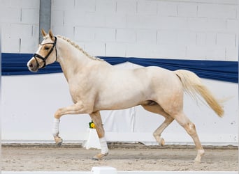Duitse rijpony, Hengst, 3 Jaar, 159 cm, Palomino
