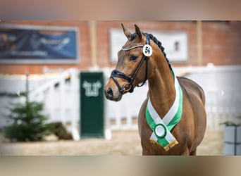 Duitse rijpony, Hengst, 3 Jaar, Bruin