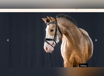 Duitse rijpony, Hengst, 3 Jaar, Falbe