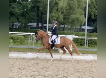 Duitse rijpony, Hengst, 3 Jaar, Vos