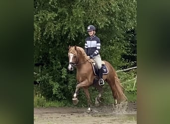 Duitse rijpony, Hengst, 3 Jaar, Vos