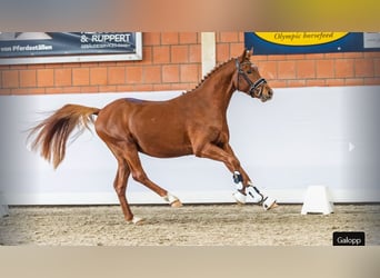 Duitse rijpony, Hengst, 3 Jaar, Vos