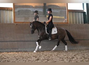 Duitse rijpony, Hengst, 4 Jaar, 144 cm, Grullo