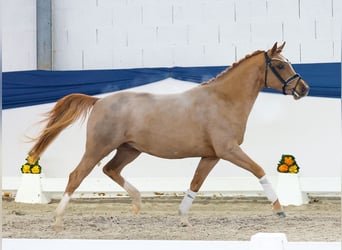 Duitse rijpony, Hengst, 4 Jaar, 144 cm, Vos