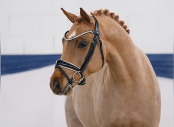Duitse rijpony, Hengst, 4 Jaar, 144 cm, Vos