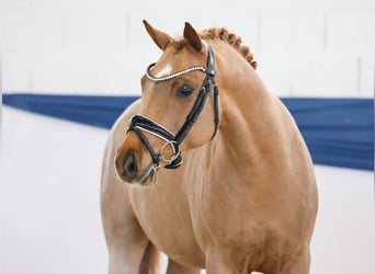 Duitse rijpony, Hengst, 4 Jaar, 144 cm, Vos