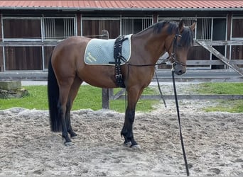 Duitse rijpony, Hengst, 4 Jaar, 145 cm, Bruin