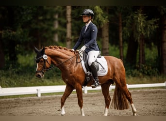 Duitse rijpony, Hengst, 4 Jaar, 146 cm, Donkere-vos