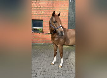 Duitse rijpony, Hengst, 4 Jaar, 146 cm, Donkere-vos