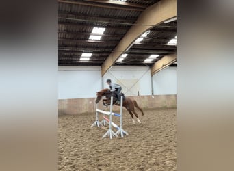 Duitse rijpony, Hengst, 4 Jaar, 146 cm, Donkere-vos