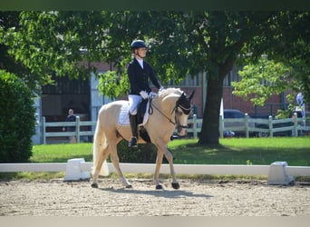 Duitse rijpony, Hengst, 4 Jaar, 146 cm, Palomino