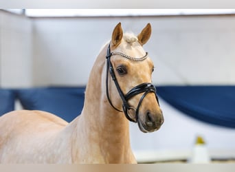 Duitse rijpony, Hengst, 4 Jaar, 146 cm, Palomino