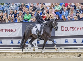 Duitse rijpony, Hengst, 4 Jaar, 146 cm, Zwart