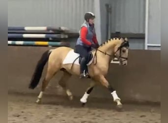 Duitse rijpony, Hengst, 4 Jaar, 147 cm, Falbe