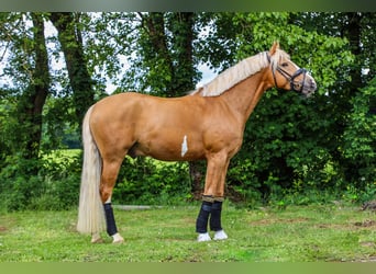 Duitse rijpony, Hengst, 4 Jaar, 147 cm, Palomino