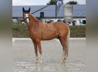 Duitse rijpony, Hengst, 4 Jaar, 147 cm, Palomino