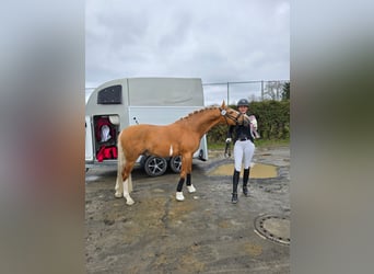 Duitse rijpony, Hengst, 4 Jaar, 147 cm, Palomino