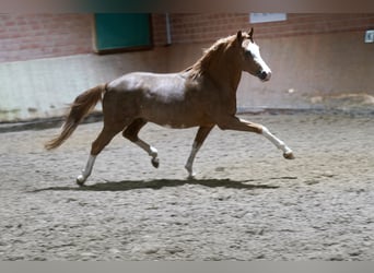 Duitse rijpony, Hengst, 4 Jaar, 147 cm, Vos